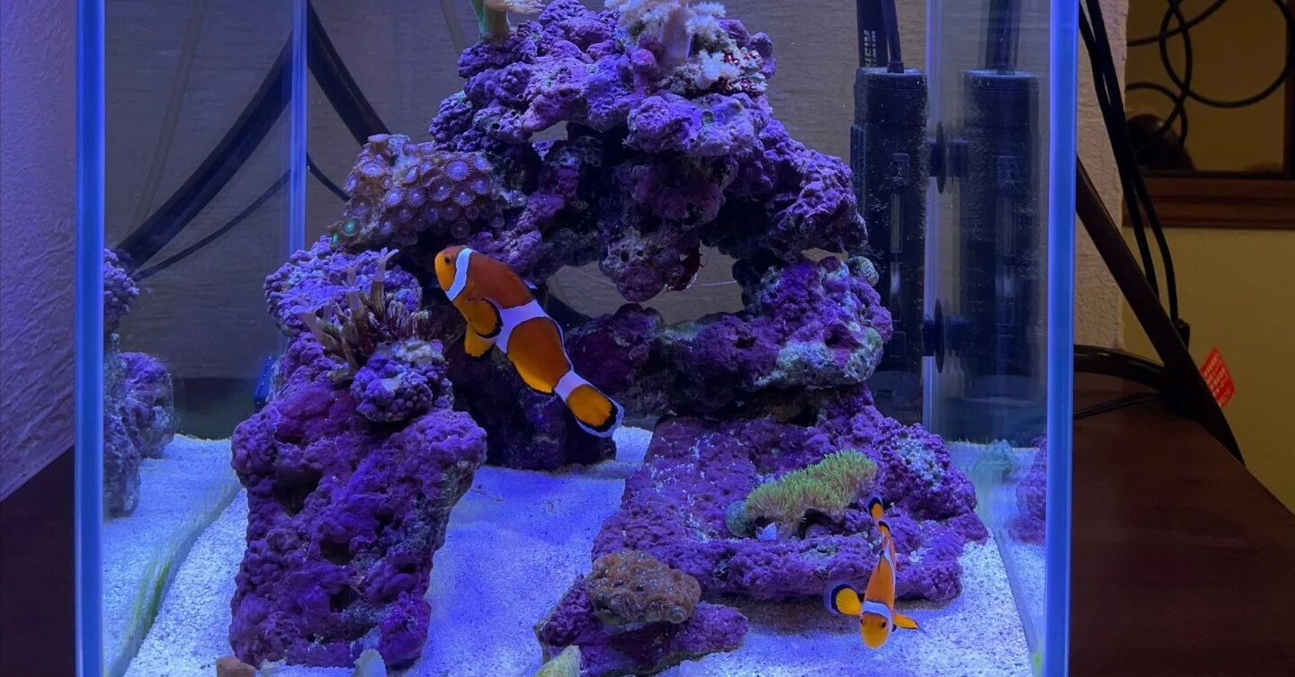30cm水槽におすすめの海水魚【種類別ガイド】｜st-aqua｜30cm海水水槽