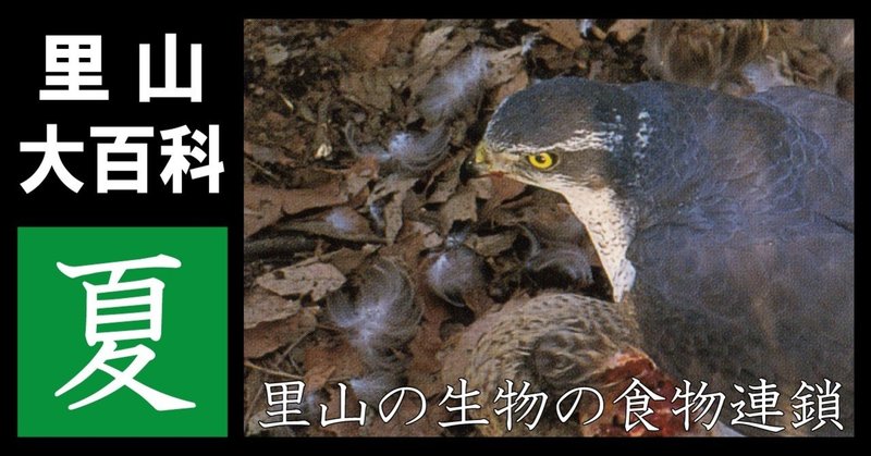 里山大百科 夏 里山の生物の食物連鎖 映像制作会社つばめプロ Note