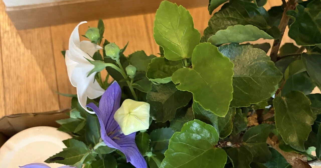 アラフィフ館便り お花通信???】今週のお花達???｜TUKUSHI