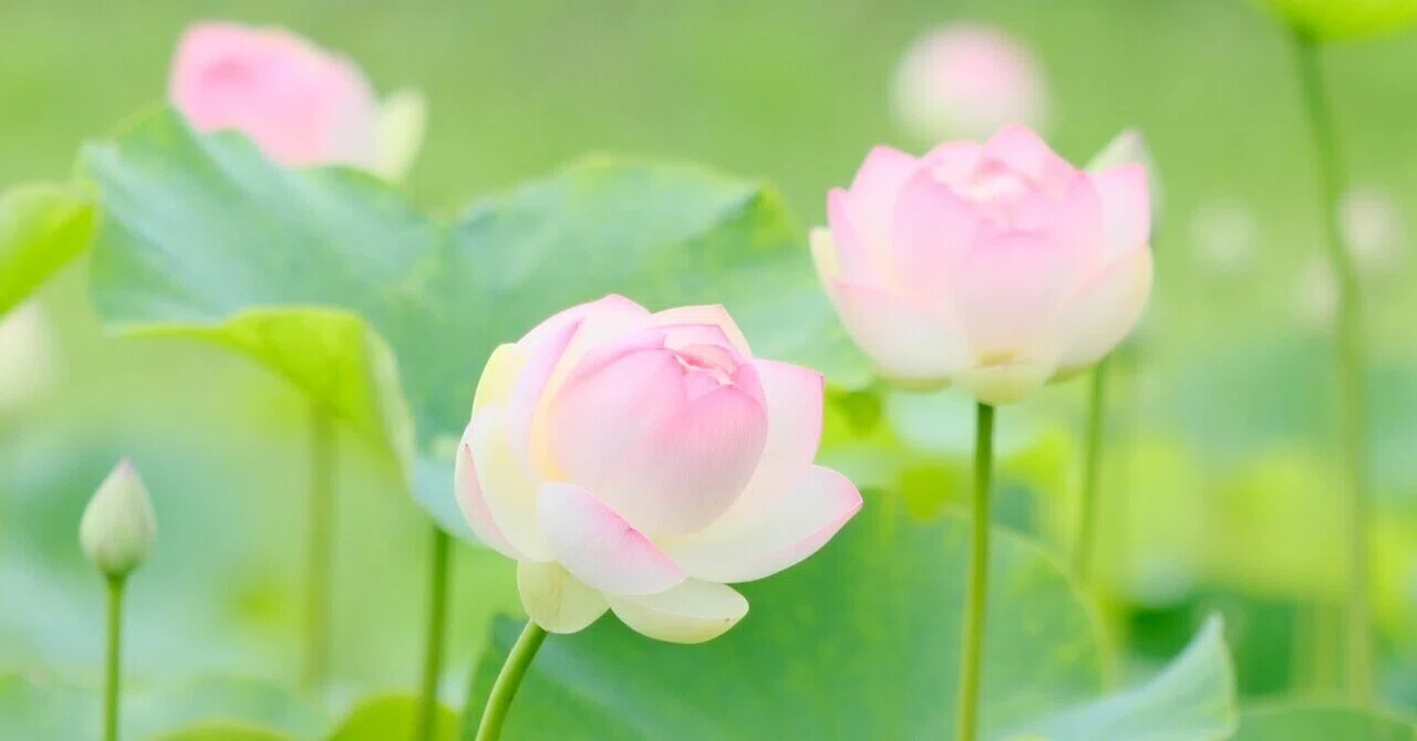 少し早かった蓮の花｜にーこ