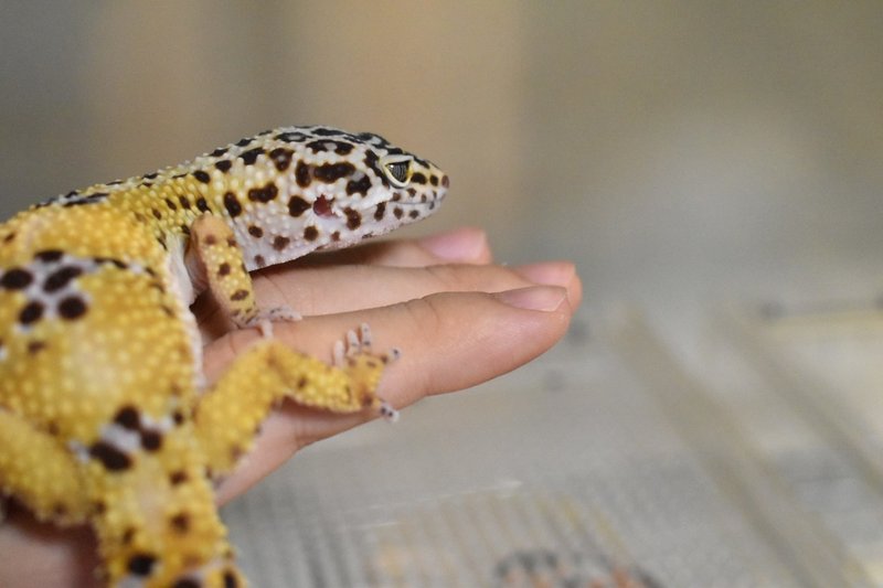ヒョウモントカゲモドキ レオパードゲッコー の飼育方法 亀山さん Note