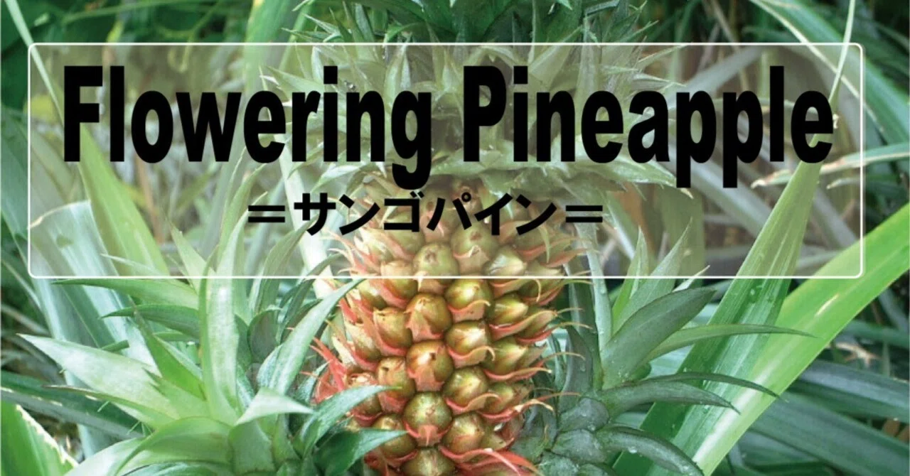 Flowering pineapple｜Strawberry Fields