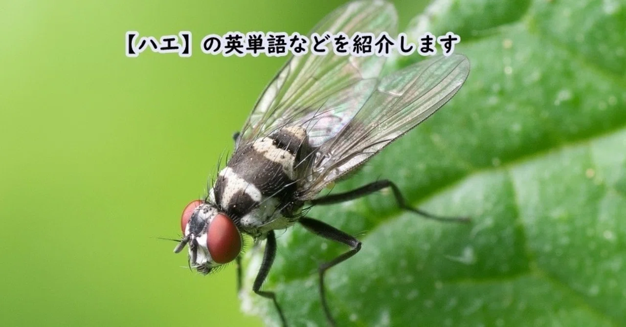 昆虫【ハエ】の英単語・特徴などを紹介します|きむっち|継続で電子書籍3冊を出版した人