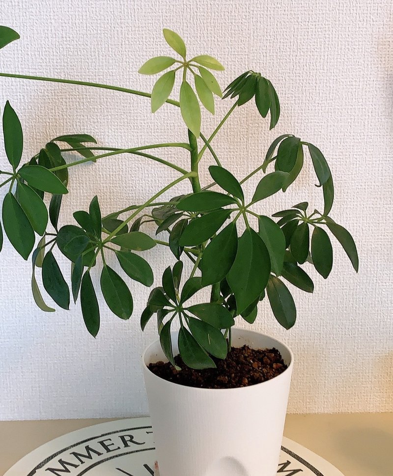 花と会話をしよう さおりん フォロバ100 福の神 Note