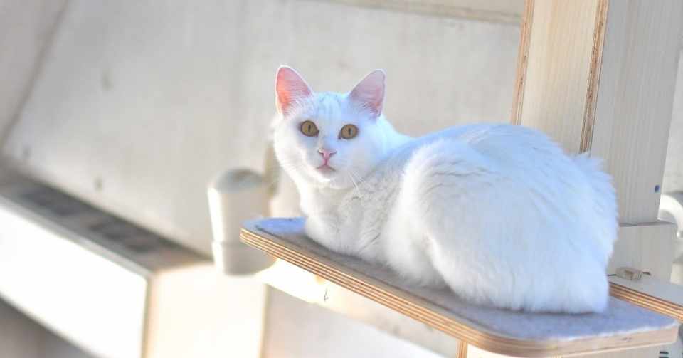 子猫パワー 保護猫カフェ駒猫 Note