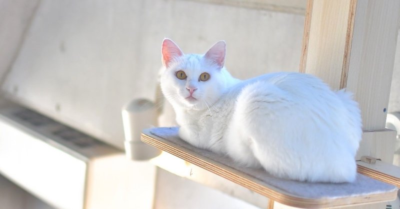 子猫パワー 保護猫カフェ駒猫 Note