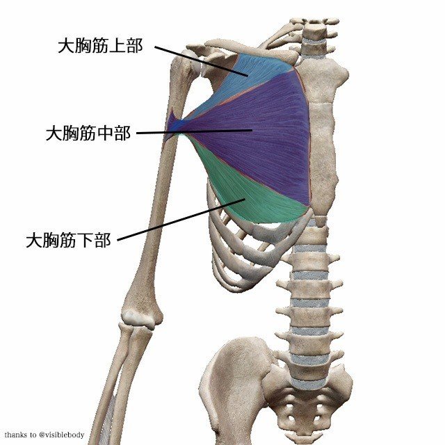 大胸筋　色分け