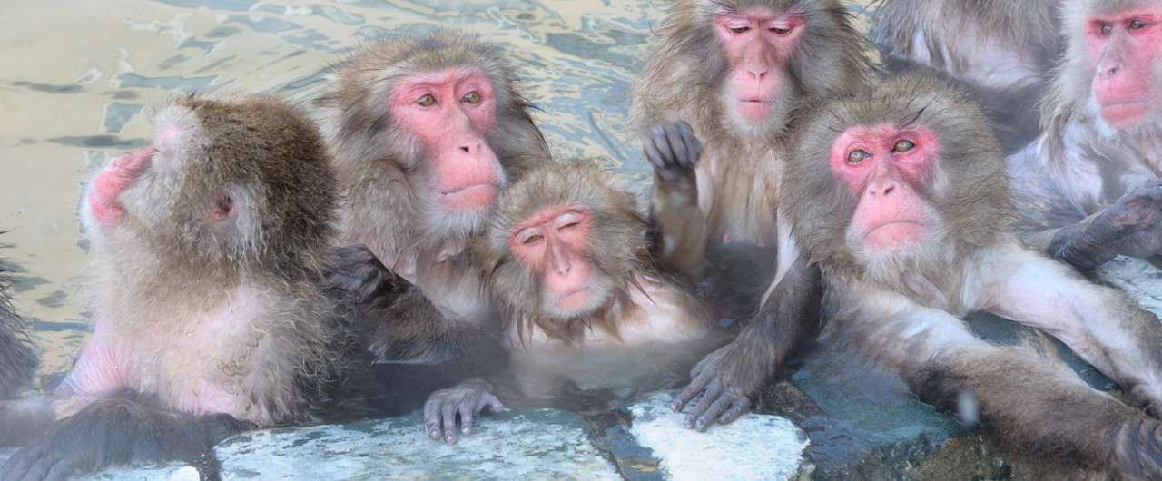 サル群