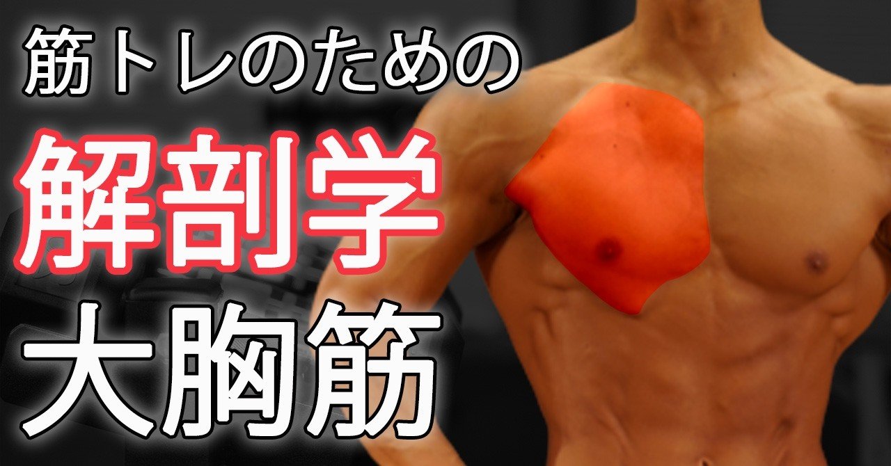 大胸筋の解剖学 かっこいい厚い胸板をつくる効果的なトレーニング方法を解説 せいや アラサー筋トレチャンネル Note