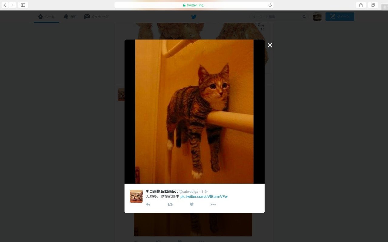 入浴後に乾燥している猫画像が 死ぬほど可愛い Glocal Life Note