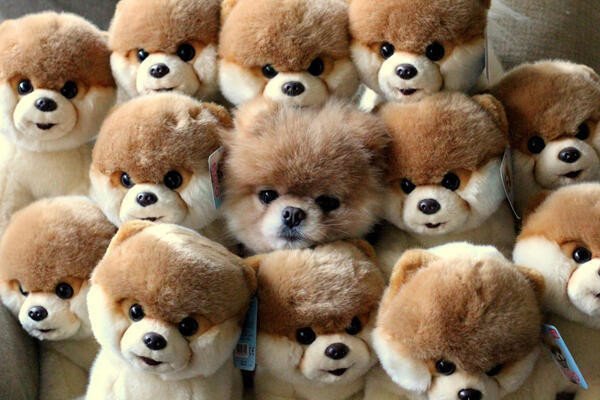 元気が出る写真集1 犬 Glocal Life Note 元気が出る写真集1 犬 Glocal Life Note