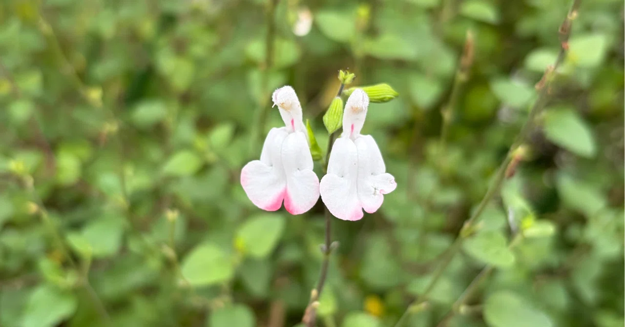 花は小さくても、たくましいチェリーセージ｜櫻田弘文 (ブランディング