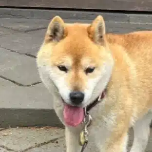 小治郎