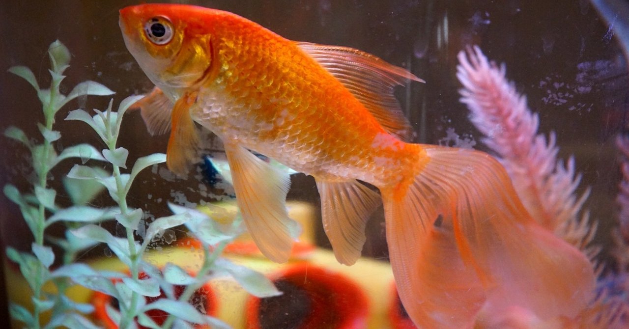 コロンバスで２年以上飼ってた金魚の話 やっすー Note
