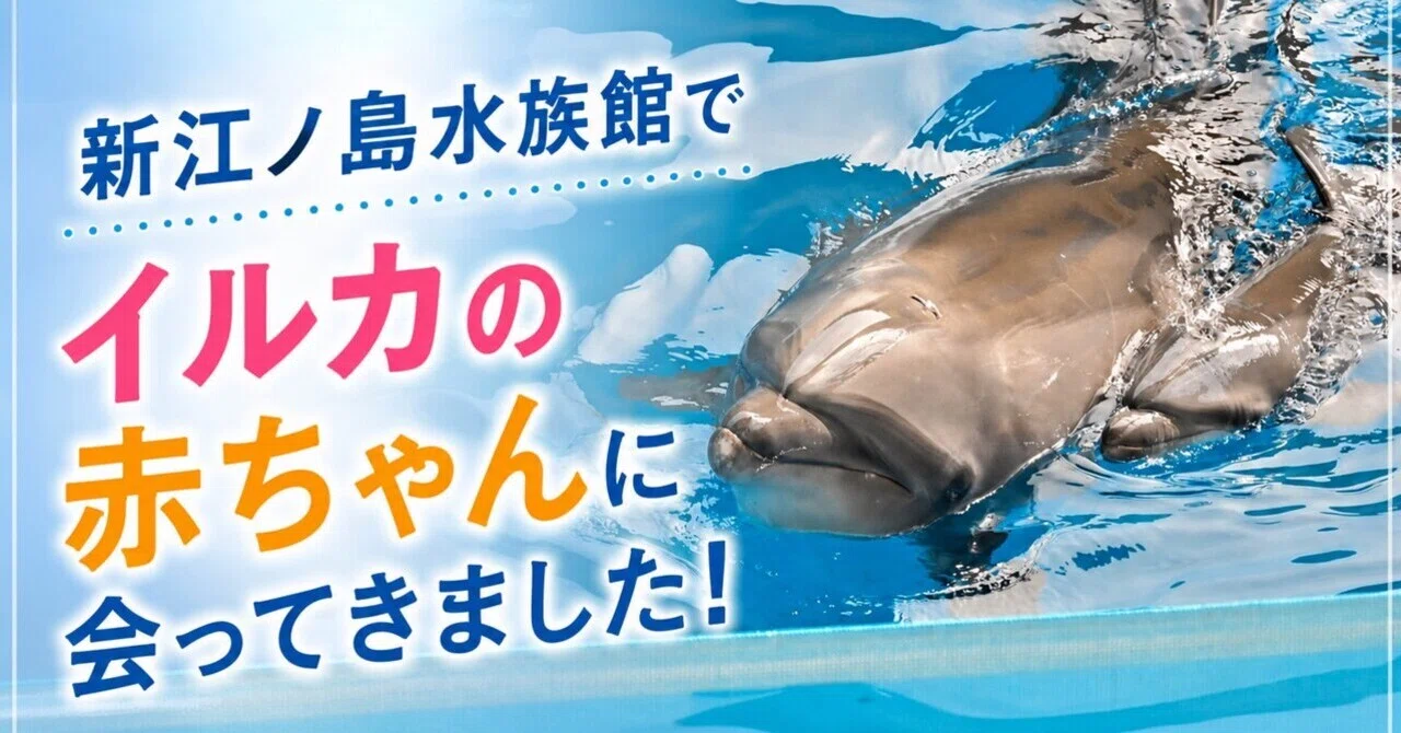 今だけ!新江ノ島水族館でイルカの赤ちゃんに会ってきました!|ISANAcom 今だけ!新江ノ島水族館でイルカの赤ちゃんに会ってきました!|ISANAcom