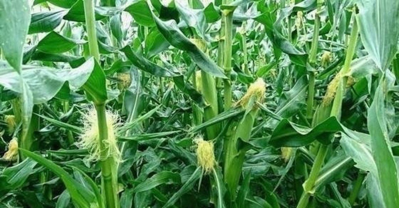 自給自足をすると なぜ生活が楽になるのか ひらっち フリーライター 農家の経済自由人 Note