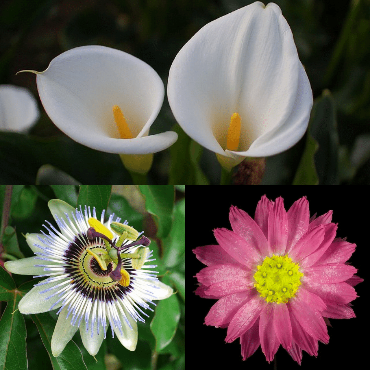 6月27日お誕生日の方おめでとうございます 今日の誕生花の花言葉は カラー 華麗なる美 乙女のしとやかさ トケイソウ 聖なる愛 宗教的熱情 ローダンセ 変わらぬ思い 終わりのない友情 今日 Monstera18 Note