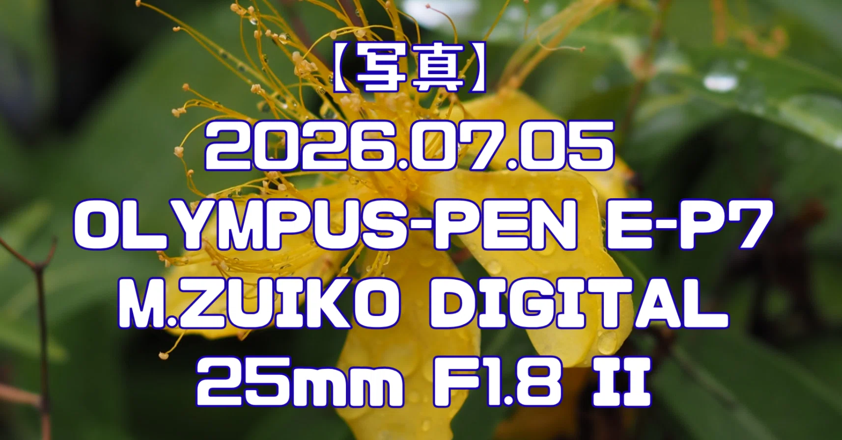 写真】2026.07.05 OLYMPUS-PEN E-P7 M.ZUIKO DIGITAL 25mm F1.8 II
