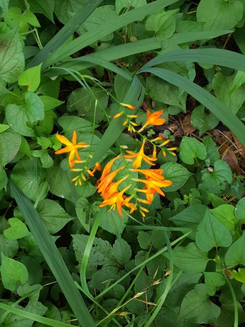 草花の名前 0626d ホッピー先輩 Note