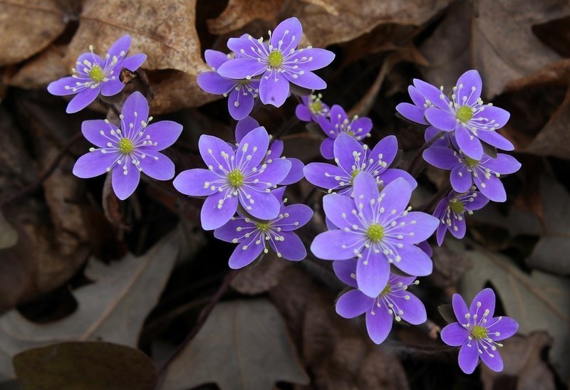 アメリカの歌 ピルグリムの船 メイフラワー 植物のメイフラワー そしてナサニエル ホーソーン 緋文字 を巡る不思議 な展開 山本 剛 Note