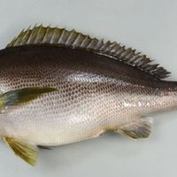 イサキの卵の煮付け かのうかおり研究室 Note