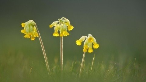 アメリカの歌 ピルグリムの船 メイフラワー 植物のメイフラワー そしてナサニエル ホーソーン 緋文字 を巡る不思議 な展開 山本 剛 Note アメリカの歌 ピルグリムの船 メイフラワー 植物のメイフラワー そしてナサニエル ホーソーン 緋文字 を巡る不思議 な展開 山本 剛 Note