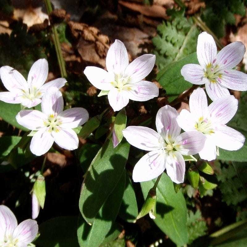アメリカの歌 ピルグリムの船 メイフラワー 植物のメイフラワー そしてナサニエル ホーソーン 緋文字 を巡る不思議 な展開 山本 剛 Note アメリカの歌 ピルグリムの船 メイフラワー 植物のメイフラワー そしてナサニエル ホーソーン 緋文字 を巡る不思議 な展開 山本 剛 Note