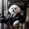 犬社長