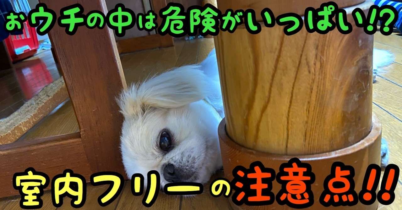 おウチの中はキケンがいっぱい 室内フリーの注意点 ドッグライフサポーター 獅子パパ Note