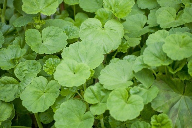 週末投稿 つれづれ有用植物 38 セリ科 ツボクサ属 ツボクサ Pingubanana Note 週末投稿 つれづれ有用植物 38 セリ科 ツボクサ属 ツボクサ Pingubanana Note