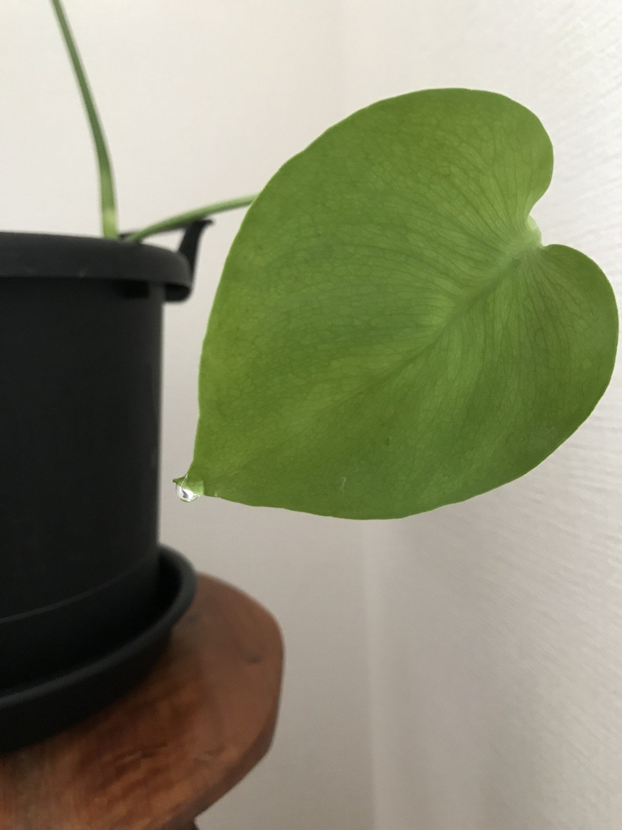 名前を知らない観葉植物 Koz 実践派naturalist Note 名前を知らない観葉植物 Koz 実践派naturalist Note