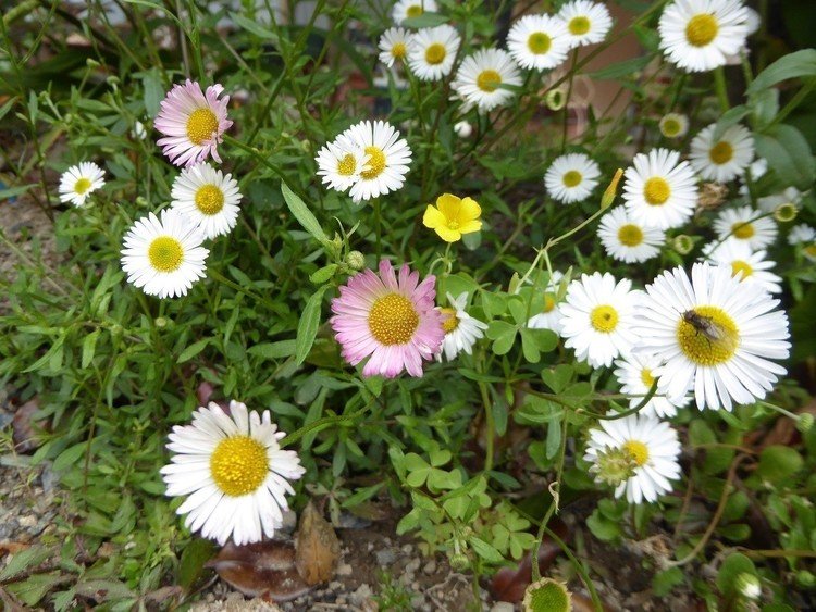花々散歩 花言葉 Momomsato Note