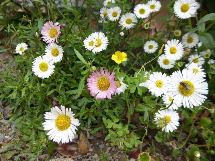 エリゲロン　　源平小菊