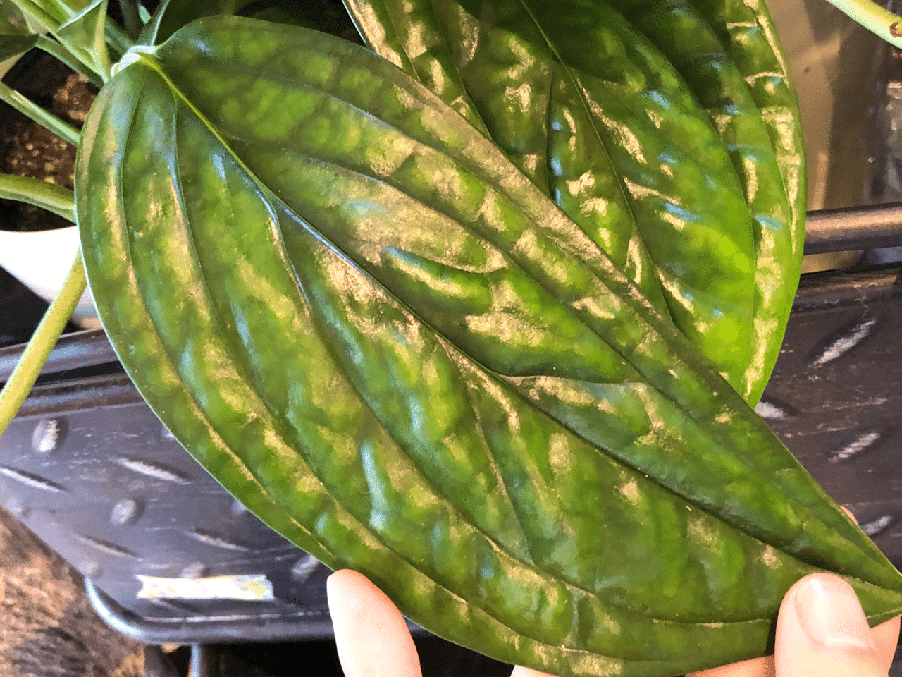 観葉植物入荷しました Soraniwa Note 観葉植物入荷しました Soraniwa Note