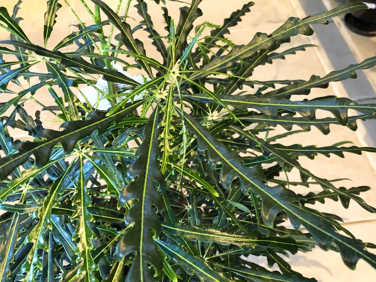 観葉植物入荷しました Soraniwa Note