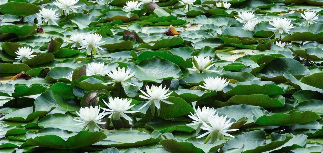 妊娠5週にちょっと目が痛くて眼科に行ったら 目薬を処方されなかった話 その理由は りこ Note