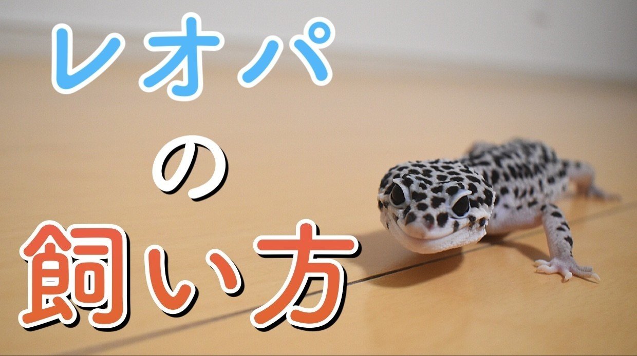 ヒョウモントカゲモドキ レオパードゲッコー の飼育方法 亀山さん Note ヒョウモントカゲモドキ レオパードゲッコー の飼育方法 亀山さん Note