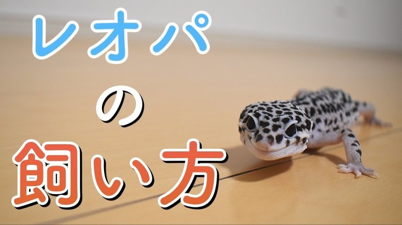 ヒョウモントカゲモドキ レオパードゲッコー の飼育方法 亀山さん Note