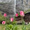 🇨🇭スイス暮らし🇨🇭by swissalps