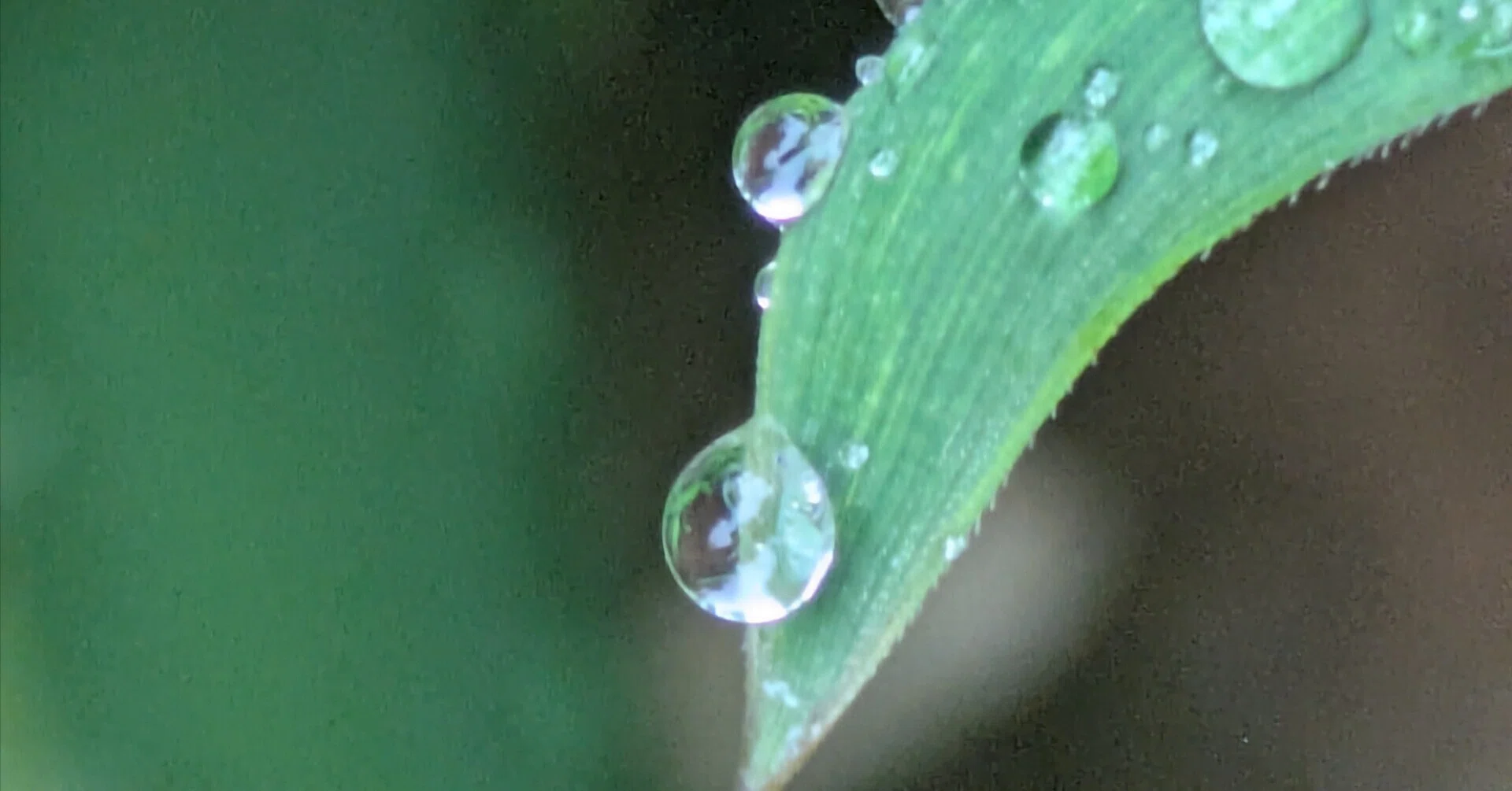 水滴 今朝の水滴⑤｜ichiro70