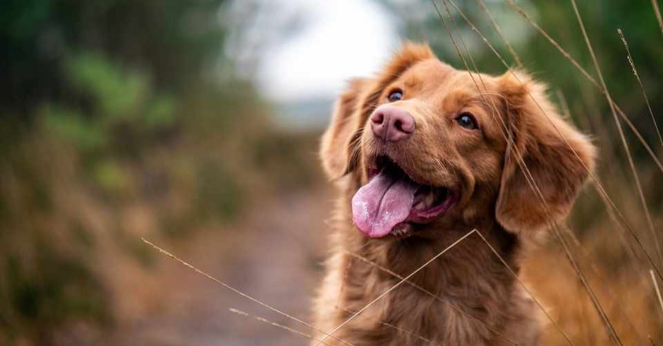 狂犬病予防接種 ポン太と翡翠とネェネ Note