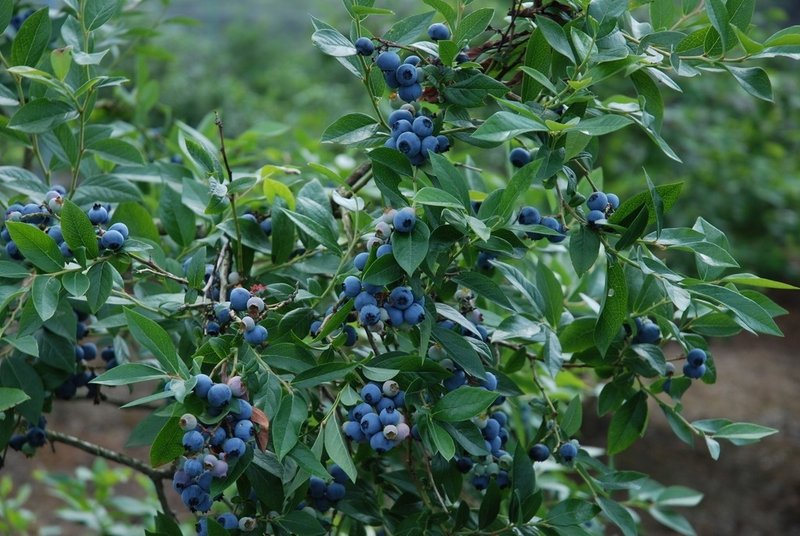 アントシアニン豊富な 野生種ビルーベリー 金村秀一 ドリームマネージャー協会 Note