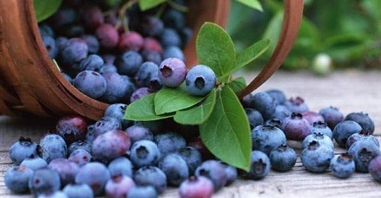 アントシアニン豊富な 野生種ビルーベリー 金村秀一 ドリームマネージャー協会 Note