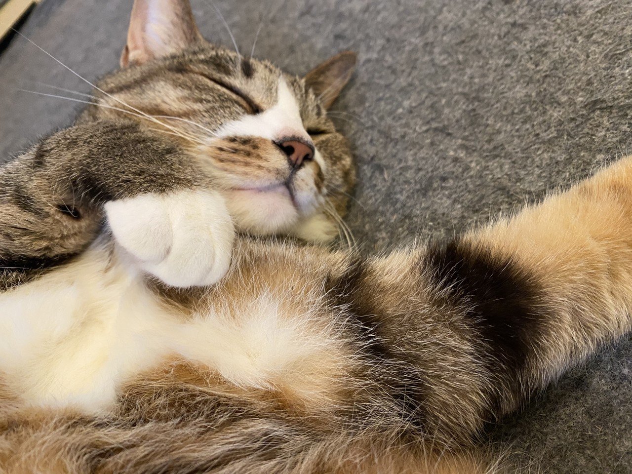 鍵しっぽは福を引っ掛けてくる 吉水恭子 Note