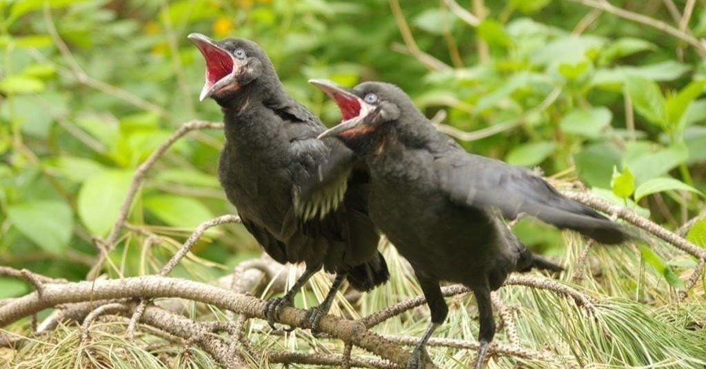カラスは想像以上に記憶力がいい ノリノリ Note カラスは想像以上に記憶力がいい ノリノリ Note