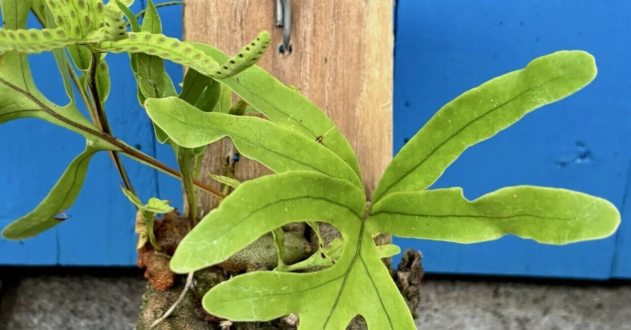 レカノプテリス|クルスタセア|イベント戦利品②｜cova 塊根植物に沼っ 