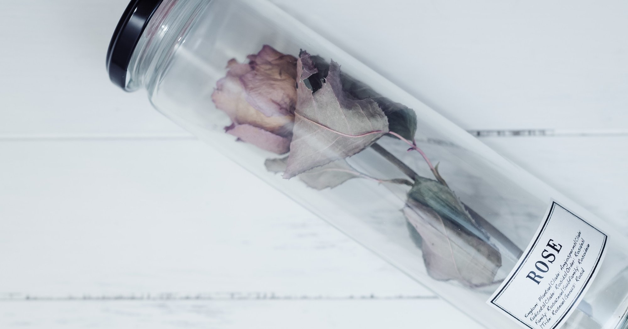 華doll 1st Season Flowering 5巻 For 関涼子 Note 華doll 1st Season Flowering 5巻 For 関涼子 Note