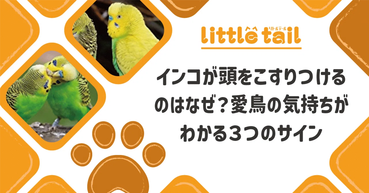 インコが頭をこすりつけるのはなぜ？愛鳥の気持ちがわかる3つのサイン