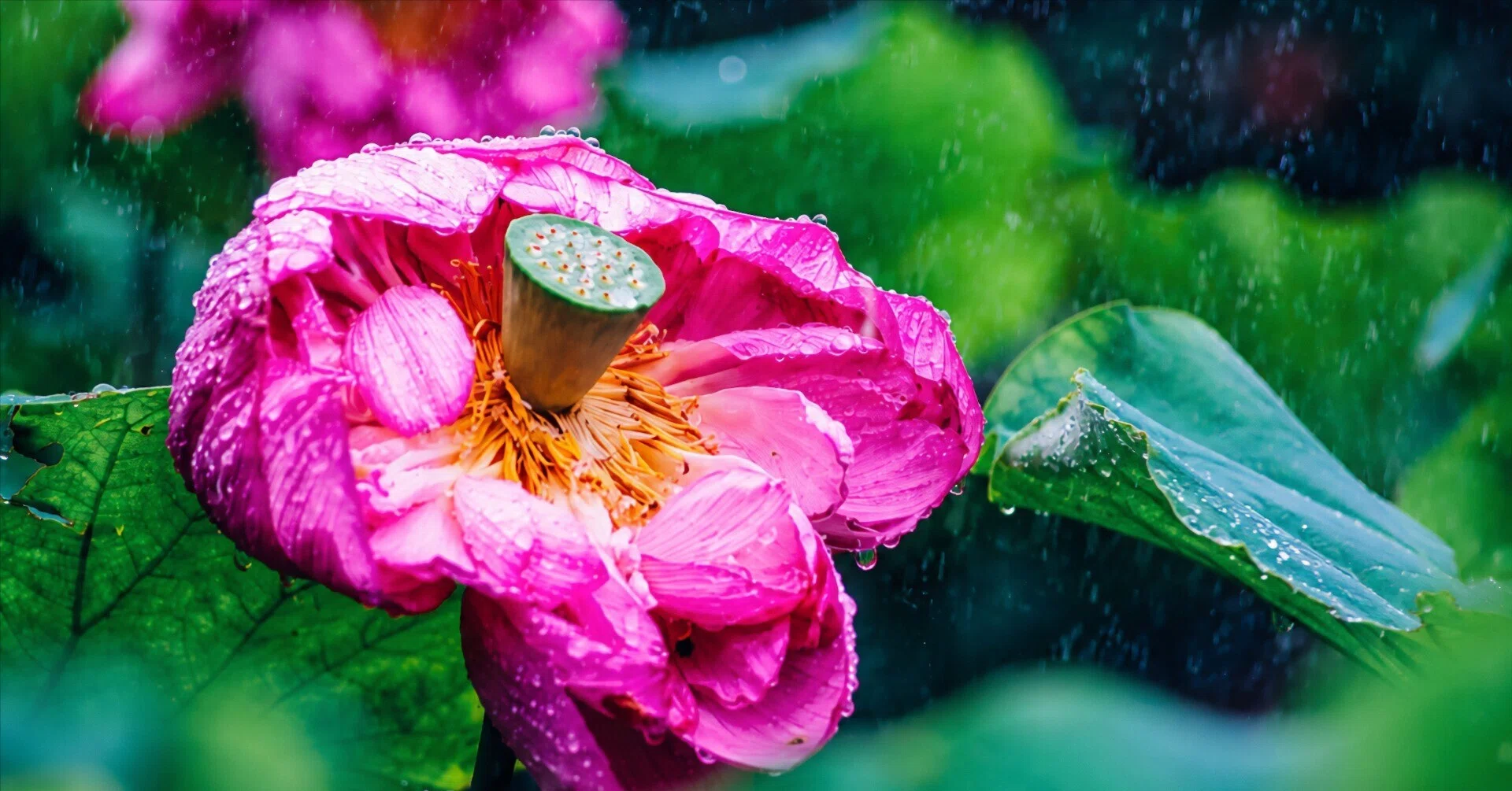雑記】雨の日こそ花の撮影を楽しく｜どいしゅんすけ