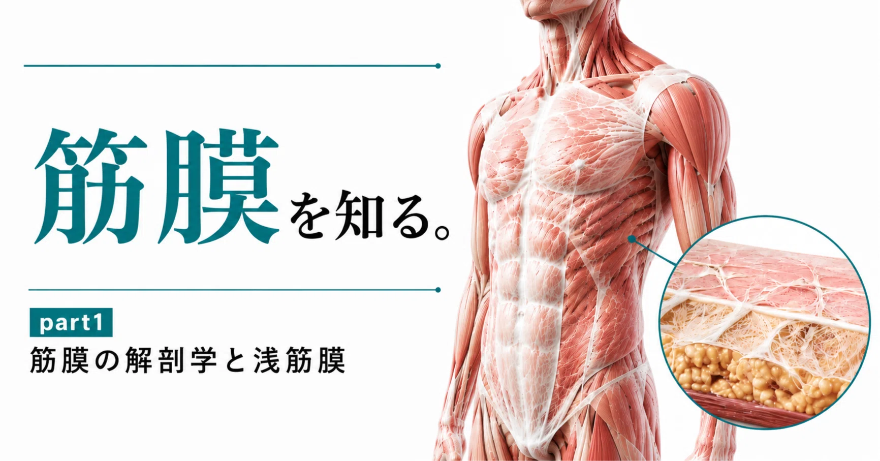 筋膜を知る【#1筋膜の解剖学と浅筋膜】｜新小岩駅前整体院とChatGPT